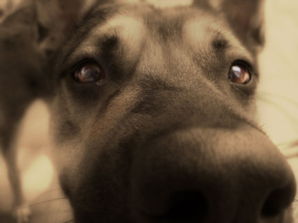 Golfo