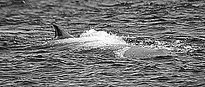 Delfines zipitoste...