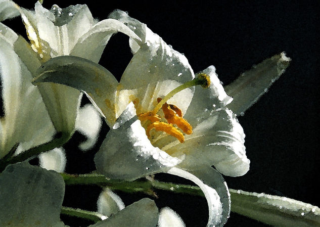 Maravillas de la creación Nature Alternative techniques