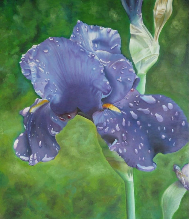 LIRIO II