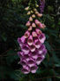 DIGITALIS