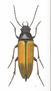 CEBRIDO