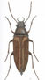 CEBRIDO