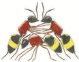 VORACE 4