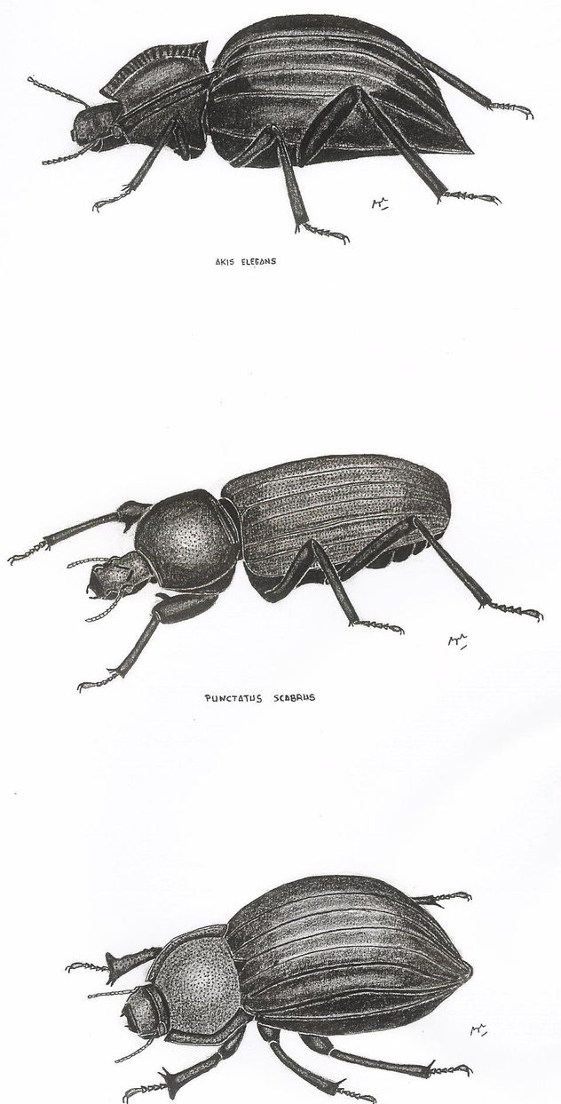 TENEBRIONIDOS