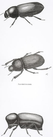 Tenebrionidos