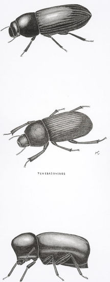 TENEBRIONIDOS 