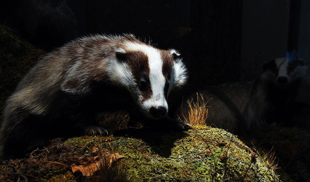 animales naturalizados Tejón