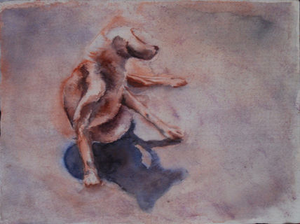 Sombras de perros
