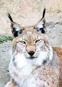 El lince de...