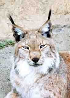 El lince de ziptioste maggic Naturaleza Blanco y Negro (Digital)