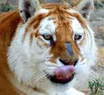 El Tigre zipitoste...