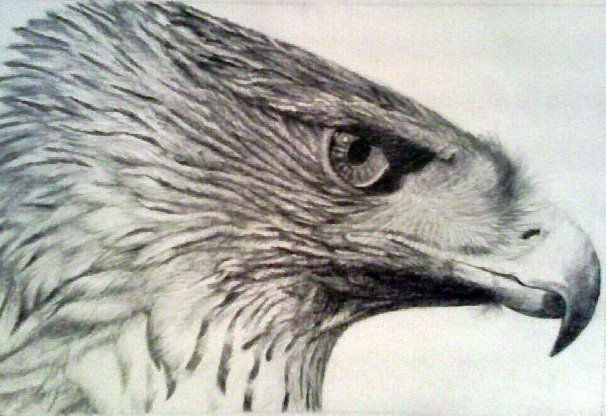 Mirada de Águila Pencil