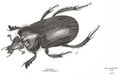 SCARABAEUX