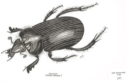 Scarabaeux