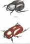 SCARABAEUX