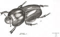 SCARABAEUX