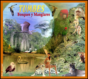 bosques y manglares de tumbes