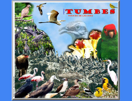 FRONTERA VIVA TUMBES