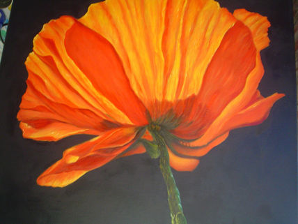 Amapola