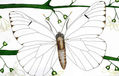 LEPIDÓPTEROS