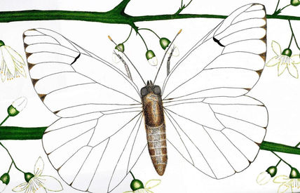 Lepidópteros