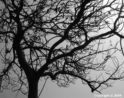 El arbol 1