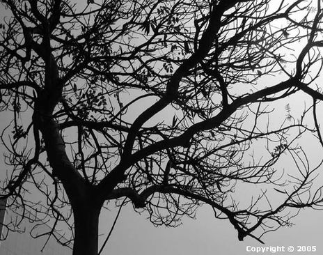El arbol 1