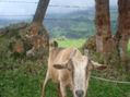 animalito
