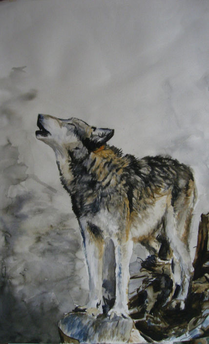 Lobo