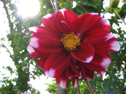 Flor  malaga