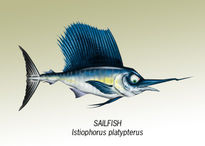 Sailfish