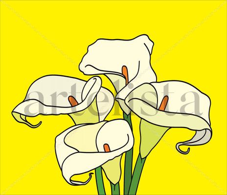 Calla lily
