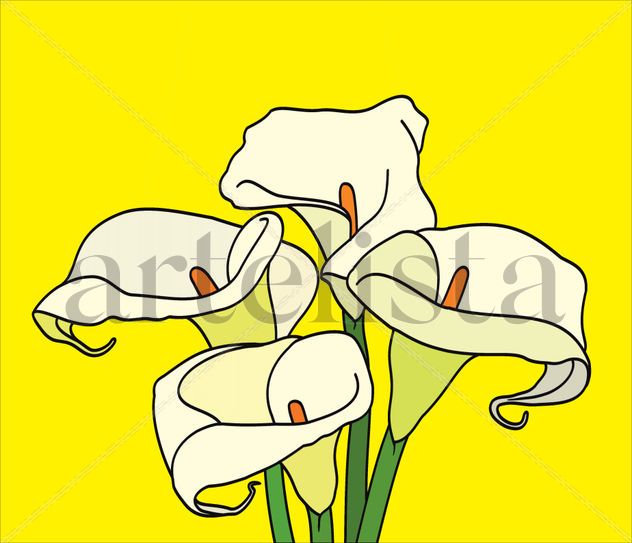 calla lily