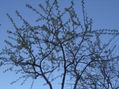 DSC00115