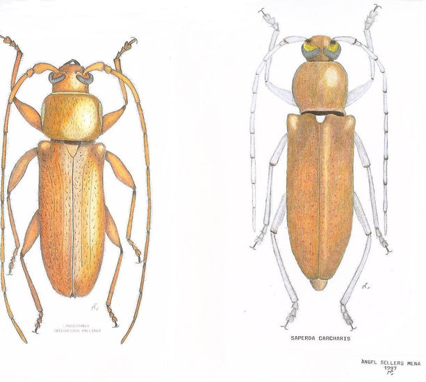 CERAMBÍCIDOS Carboncillo