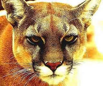 Puma Americano...