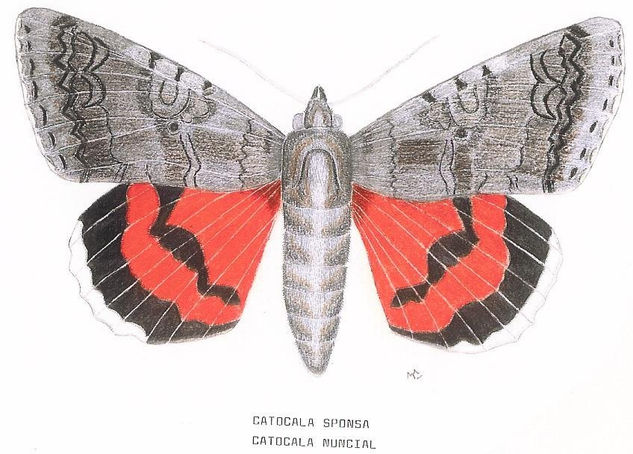 LEPIDÓPTEROS-CATOCALA 