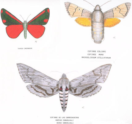 Lepidópteros
