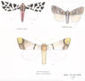 LEPIDÓPTEROS