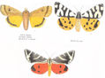 LEPIDÓPTEROS