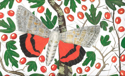 Lepidópteros-catoca...