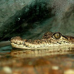 Animales thumbnail 1