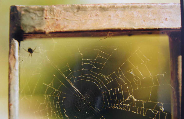 TELA DE ARAÑA Naturaleza Color (Química)