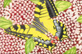 LEPIDÓPTEROS-PAPILIO