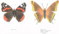 LEPIDÓPTEROS