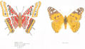 LEPIDÓPTEROS