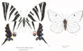 LEPIDÓPTEROS