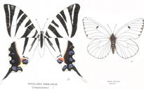 Lepidópteros