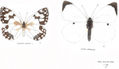 LEPIDÓPTEROS